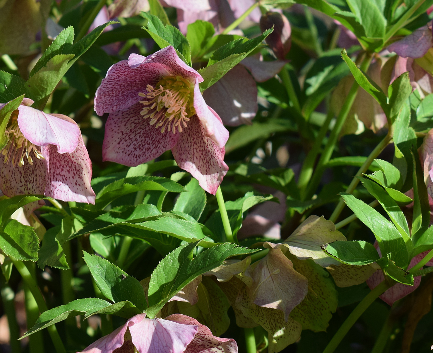 Copy of Untitled (1).png