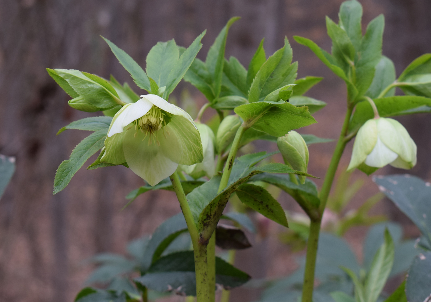 Hellebore Christmas Rose Helleborus niger
